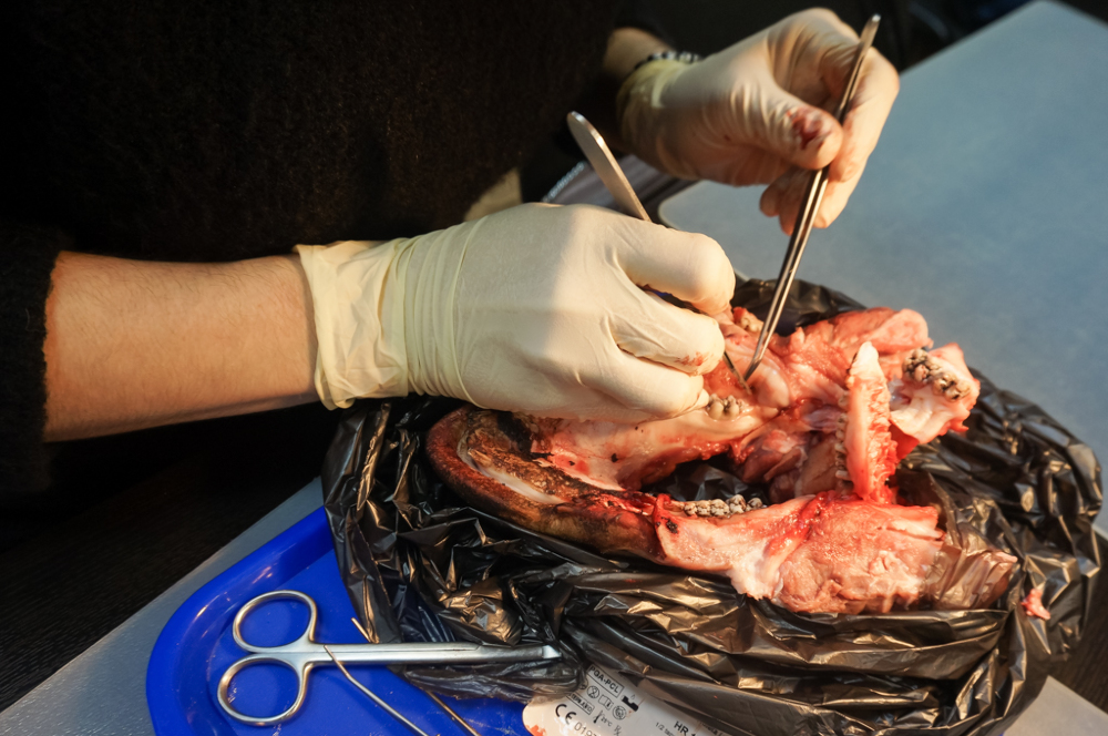Пластика мягких тканей вокруг имплантатов